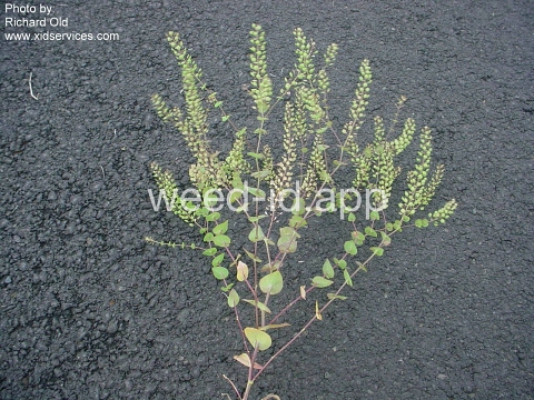 pepperweed, clasping